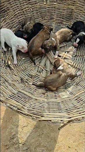 New Born Puppy Rescue 🐶❤️ | 7 Cute Puppies Just Born | Heartwarming Animal Video #shorts #puppy #dog