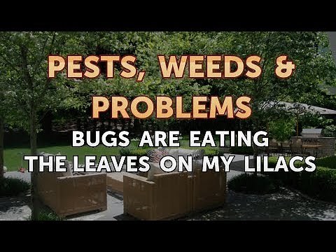 Bugs are Eating the Leaves on My Lilacs