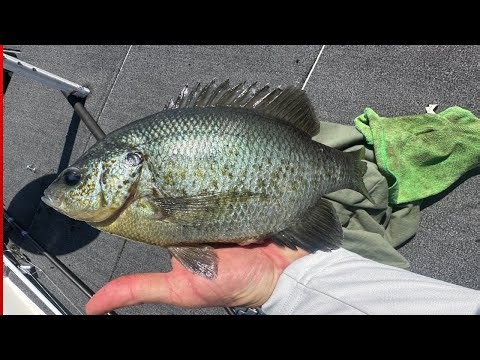 Monster Shellcrackers