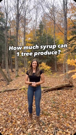 Nikki Boxler - The Maple Farmer | Is it worth it to tap a single maple tree? 🍁 #maplesyrup #realmaplesyrup #puremaplesyrup | Instagram