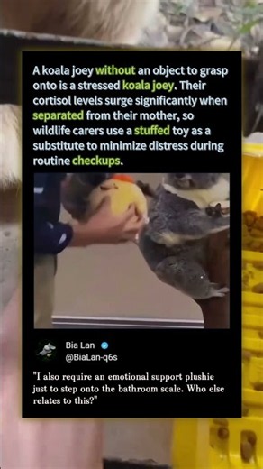 Why Baby Koalas CANNOT Be Weighed Alone! 🐨 #Cute #Wildlife #Nature