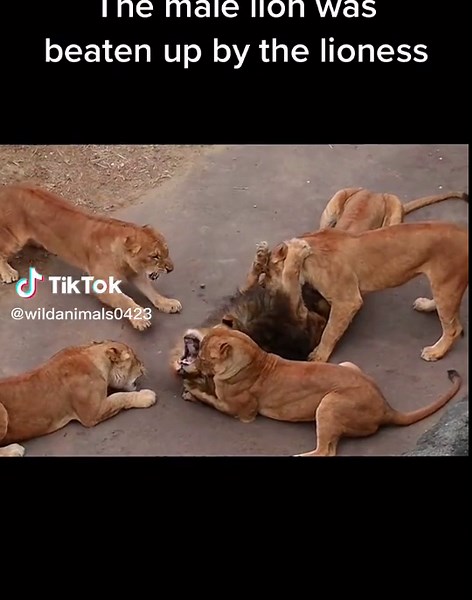 Male Lion Beaten Up by Lioness in Wild Animal Fight