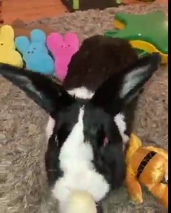 10K views · 1.9K reactions | *Daisy’s Gotcha day* Mummy: Daisy got her Gotcha Day nana ❤️ Daisy: Nom Nom Nom #daisysgotchaday #oceansarmy | Daisy and Ocean’s Army | Facebook