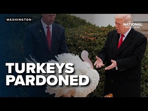 Trump pardons Thanksgiving Turkeys but draws the line at pardoning Nancy & Chuck