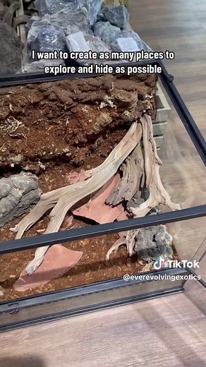 How to make a bioactive Leopard Gecko enclosure #everevolvingexotics #reptileshop #tucson #arizona #bioactivebuild #leopardgecko #livingvivarium #bioactive #tutorial #geckotok #reptiles
