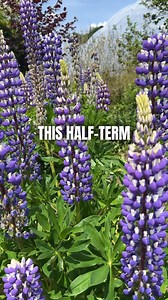 1.6K views · 49 reactions | You don’t want to miss this!  edenproject.com/festival-of-imagination | Eden Project | Facebook