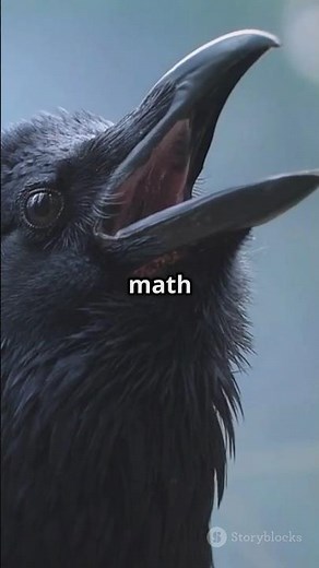 Crows Outsmarting Calculators? Discover Their Math Skills!#animals #shorts