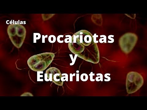 CÉLULAS PROCARIOTAS Y EUCARIOTAS