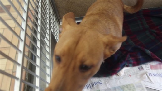 Lilleth is an adorable 8 month old female pit mix. She is good with children and other dogs. Is gentle and loving she will make a devoted companion. She is house broken.Up for adoption at the TLC animal shelter 13016 W 151st st in Homer Glen IL. 60491 | Tender Loving Care Animal Shelter