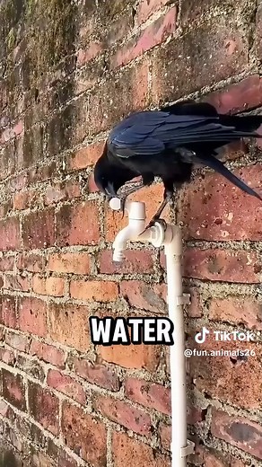 Cute Crow Moments in Anime