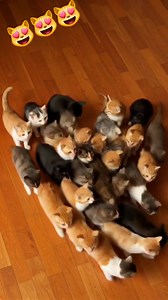 So cute Kittens 😻😹 #kittens #cat #catlife #catlovers #funnyreels #goodvibes #justforfun #funnyvideo #AI #viralreels #fbreels #fbreelsvideo #reelsviralfb #trendingreels #reels #trend #virals #trending #viralvideos #trendingnow #fypシ゚ #fyp #fypviralシ #viewers #followers #highlights #friends #explore #everyone | Helen Tan