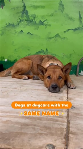 Name twins at Doggy Daycare! | Part 1✨🐕 • • • #petswonderland #dogsofinstagram #doggydaycare #dogdaycare #cutedogs #dogs #dognames #samename #puppiesofinstagram #daycaredogs #puppylove #cutedogs #funnydogs #trendingdogs | Pets Wonderland