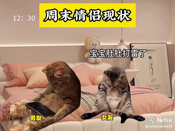 这是不是周末的你们？ . . . . #猫meme #00后 #funny #fyp #热门 #catmeme #真实还原 #猫meme小剧场 #万万没想到 #内容过于真实 #搞笑 #抽象 #离谱