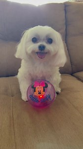 Minnie Mail all the way from Australia!! Thank you Mr Mark for my super cool Light up Minnie Mouse ball it’s soooo awesome!!! I love chasing it all over the house and when I push it into the wall it lights up in all these pretty colors! | A day in the life of Minnie's Little Sister Haley
