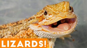 [搞笑宠物视频集锦]-Ultimate Funny Lizard Compilation of 2018 | Funny Pet Videos