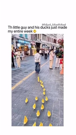 Bikash Bikkey Bikash on Instagram: "I have watched more than 10 times today Ducks are often associated with the fascinating behavioral process known as imprinting, a phenomenon that plays a crucial role in their early development. Imprinting occurs shortly after hatching, during a brief critical period when ducklings instinctively attach themselves to the first moving figure they recognize as a caregiver, usually their mother. This natural mechanism ensures survival by keeping the young close to