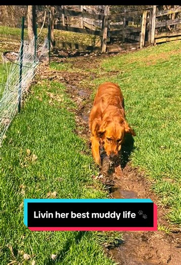 So glad we bought a fence to keep the dogs out of the mud! 😂😂😂😅 Maple doesn’t care about rules, only mud and happiness ….😆 🐾 #GoldenRetriever #DogTok #dogsoftiktokviral #goldenretrieverlife #mudlife