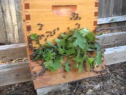 Beekeeping: How To Move A Hive Any Distance (More Than 3 Feet and Less Than 3 Miles)