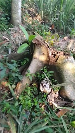 Nature View #lanscape #java