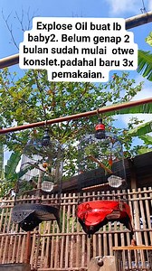 73 reactions · 21 comments | Hasil nyata explose oil mix power x tream high level bos Serdadu YK .rell fakta.bahan sayur mulai nyeni. #Kontenburung #lovebird #duniaburung #pengikut #sport #fbpro SEMUA ORANG | Ficky Pradipta Susilo | Facebook