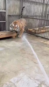 Tiger Bathing Techniques for Zookeepers #ViralTiger #TigerBathing #reels #fyp | Deep Access