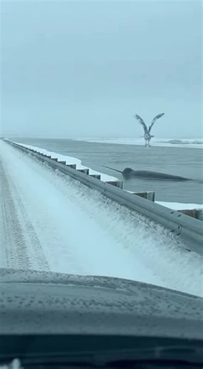 Promptopia AI on Instagram: "A narwhal surfaces right next to an Arctic road, its spiral tusk breaking through the ice. Moments later, a snowy owl glides down and perches on the narwhal's back before flying to the guardrail as the narwhal disappears beneath the ice."