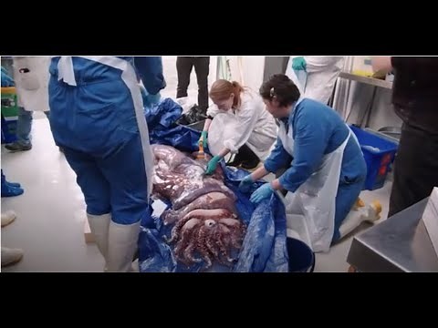 Dissecting a giant squid - Auckland Museum