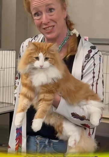 Norwegian Forest Cat: Beauty of the Northern Breeds
