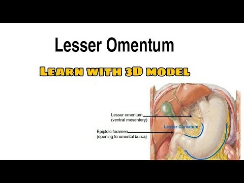 Lesser Omentum Anatomy | Learn with fun