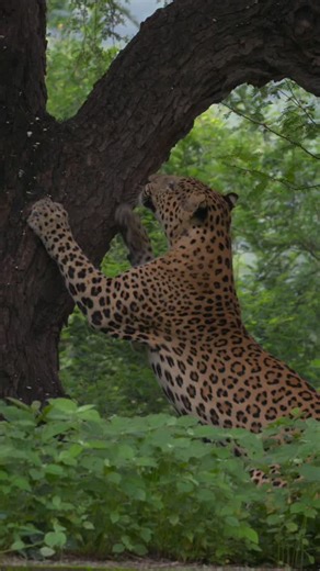 3.9K views · 52 reactions | Ever seen a leopard scratch a tree and wondered why?  Drop your wildest guesses below! Captured by - @chikoo_wild #AnimalPlanetIndia #AnimalPlanet #Leopard | Animal Planet India | Facebook