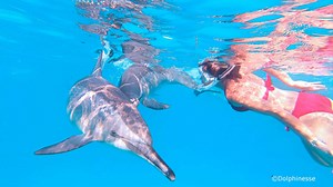 Voyage dauphins et plongée avec approche écoresponsable