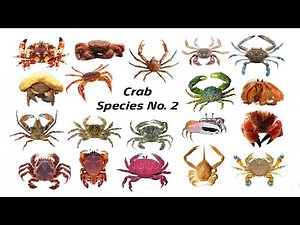 Crustacean Species / Fun List of Crab Species Vol.2 / Leo & Lia Story TV