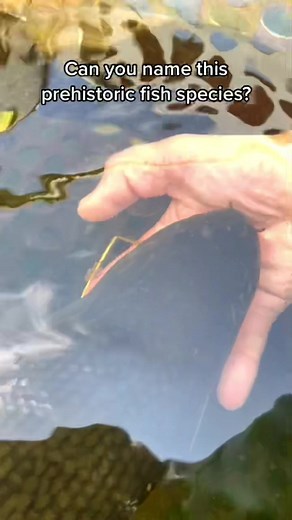 Identifying the Prehistoric Pike Fish Species