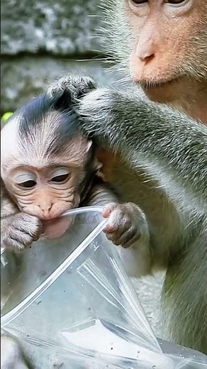 Forest Monkey Sound & With Birds Chirping #monkey #cute #wildlifeentertainment #pet