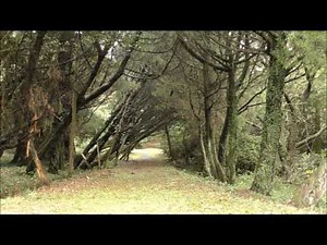 自然音 静かな森 野鳥の鳴き声 小鳥のさえずり4時間 Nature Sound