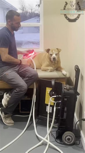 Odin takes his recovery job very seriously. 🐶💪 MagnaWave PEMF supports the body at a deep, cellular level, while ROC red light therapy stimulates surface tissues—creating an ideal environment for healing and comfort. The result? ✔️ Improved circulation ✔️ Joint & muscle support ✔️ Happier senior pups Odin approves… and he doesn’t mess around when it comes to his PEMF time. | Peak PEMF Performance