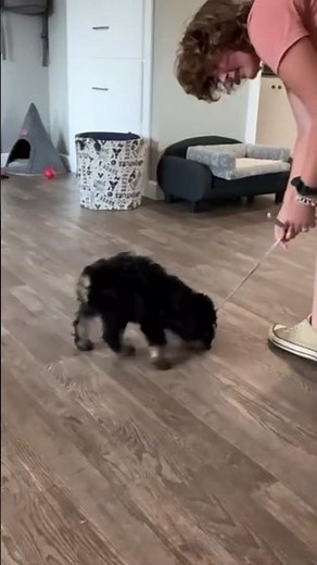 Carley! 🐾 Mini Aussiedoodle 🐾