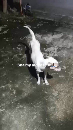 Magandang gabi po.Ako po si Dylan John Gasic, isa pong volunteer dito sa Lumina Ph5 Bagtas Tanza Cavite. Nakuha ko po ang FB nyo po thru Nelz page.Magbabakasali po ako na ilapit sa inyo itong isamg stray dog dito po sa amin village. May Medical concern po si Dog sa kanyang private part . Baka po pwede makahingi ng konting tulong upang ma rescue po sya at mapagamot at sana may mapuntahan na bagong pamilya sya.Maraming Salamat po #independentrescuer #RA10631 #CompassionMatters #dogisfamily #aspinl