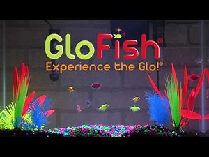 Tetra GloFish® 20-Gallon Aquarium Kit Setup