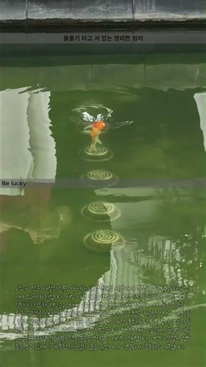 30년 경력 관리사도 놀란 잉어의 수직 정지 비행과 용존 산소량의 비밀 #worker #process #science #ecology #pond