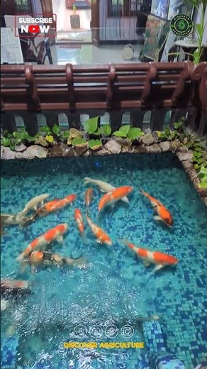 Beautiful Koi Fish Pond Inside House