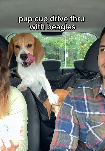 Poor Kiki: Hilarious Dog Moments with Beagle