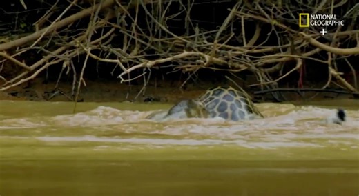The predator becomes the prey: jaguar vs. caiman The jaguar has a unique hunting technique among felines; it uses its powerful jaws to pierce the skull of its prey. When hungry, it doesn't hesitate to attack a formidable caiman. | Moncef Feddaoui