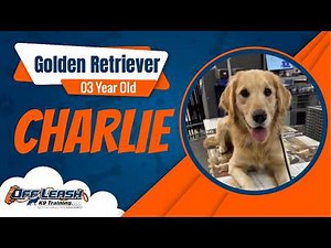 Golden Retriever; 3 Year Old Charlie | Best Golden Retriever Training | Off Leash K9 Training