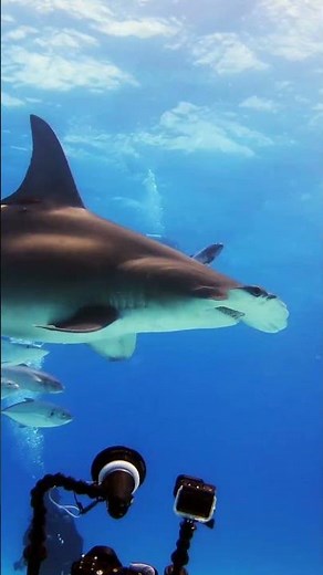 What Makes Sharks So Special? Explore the amazing world of sharks