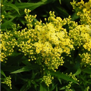 Solidago Little Lemon, Little Lemon Goldenrod | High Country Gardens
