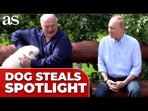 Lukashenko’s dog LIGHTENS the MOOD during PUTIN media event