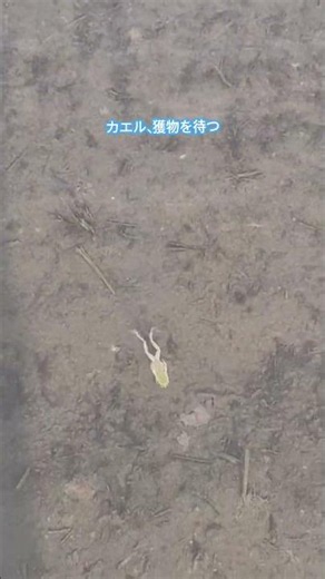 【生態系観察】カエル、獲物捕獲方法 #カエル #捕食 #田んぼ