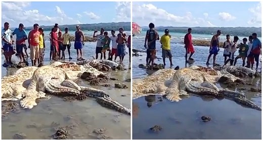 Unusual Carcass of Unidentified 'Sea Creature' Found in Cebu | PhilNews