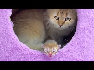 Cat giving birth and newborn kitten care - our first days together